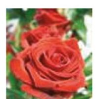 Berater Engelsrose Carmen