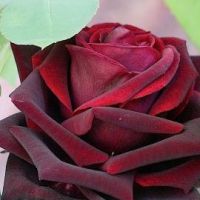 Berater Rosenelfe